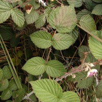 Rubus leucocarpus Arn.